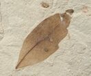 Fossil Cardiospermum (Balloon Vine) & Persea (Laurel) Leaves - Green River Formation #16760-2